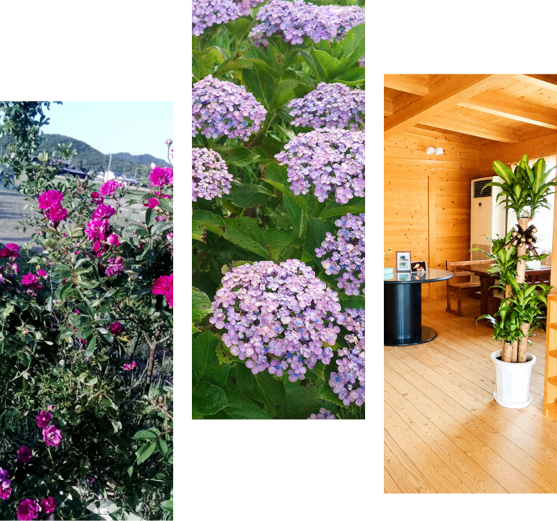 敷地内の庭スペースと季節の花、木造社屋の室内